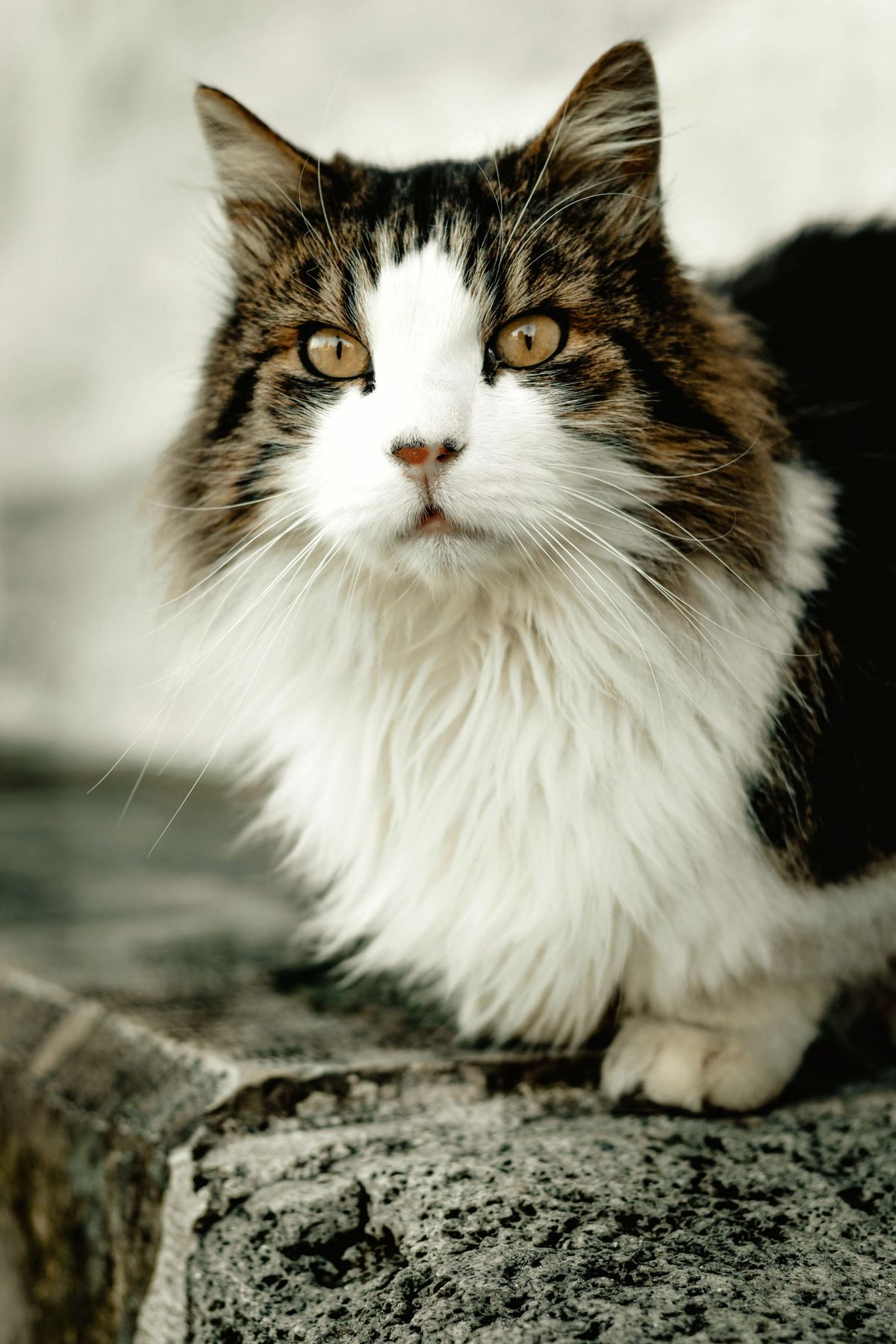 Tofu — Post-nap fluff, absolutely unbothered by the camera.