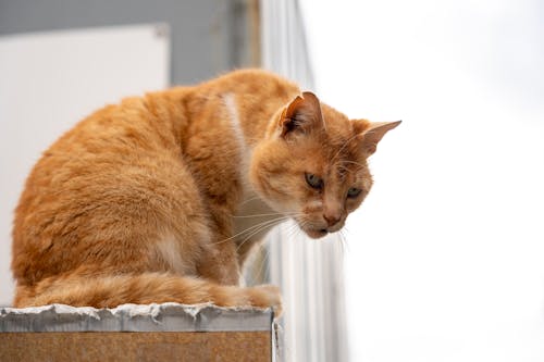Close-up of a Ginger Cat Sitting near a Window 