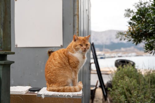 A Ginger Cat Sitting on a Wall by the Building in City