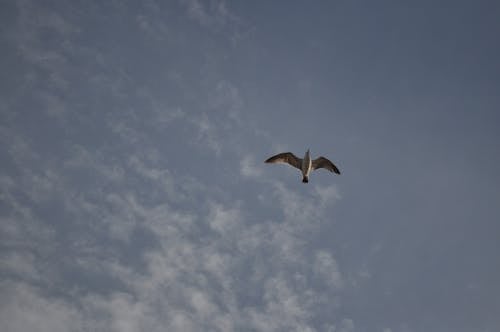 A Seagull Flying against Blue Sky