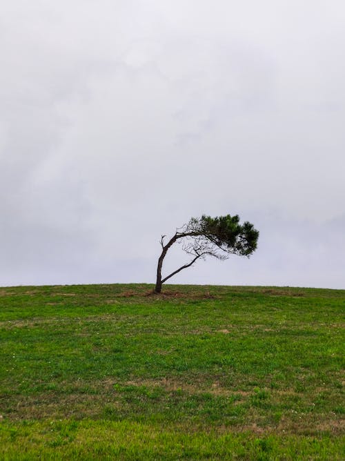 A lone tree on a grassy hill