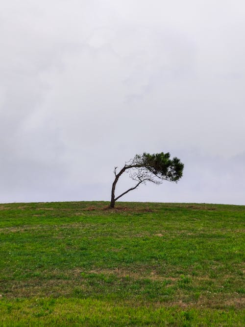 Foto profissional grátis de árvore, campina, dobrado