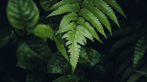 Close Up of a Fern Leaf