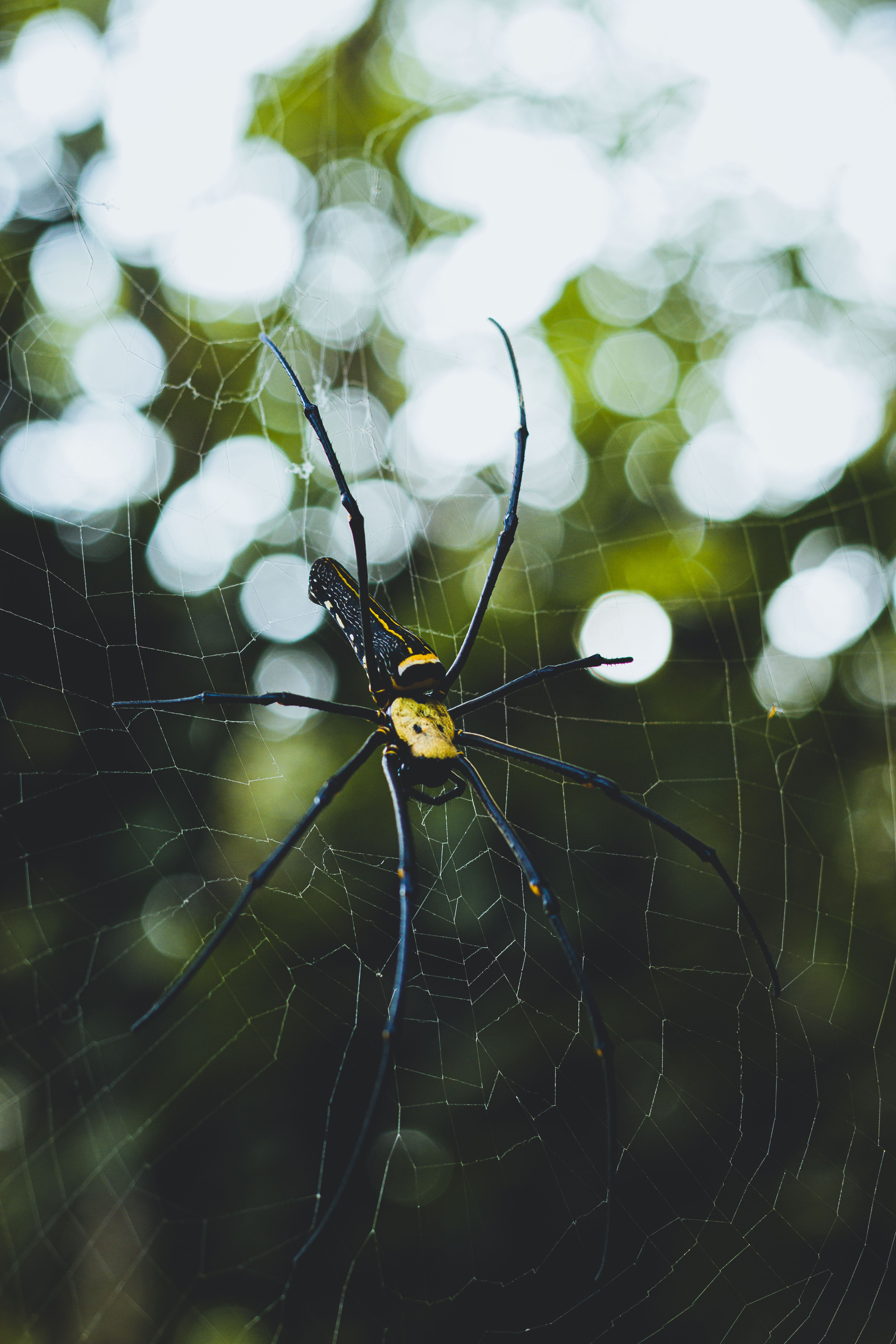 A Close Up Of A Tree Spider In The Web · Free Stock Photo