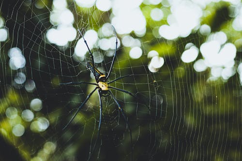 A spider in a web with green leaves in the background