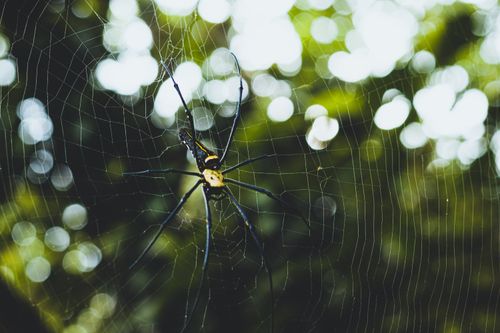 Free Close-up of a spider on its web with a beautiful bokeh background. Stock Photo