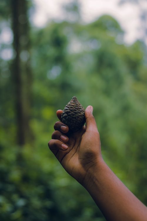 Free A hand holds a pine cone in a verdant forest, symbolizing nature's connection. Stock Photo