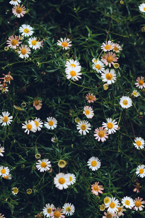 Foto profissional grátis de branco, campo, flores