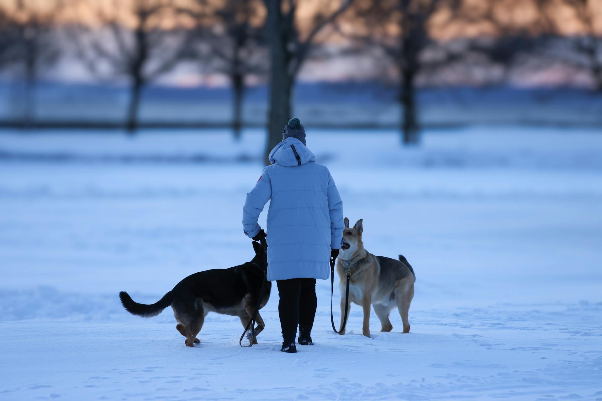 Person in Jacket Walking Dogs in Snow