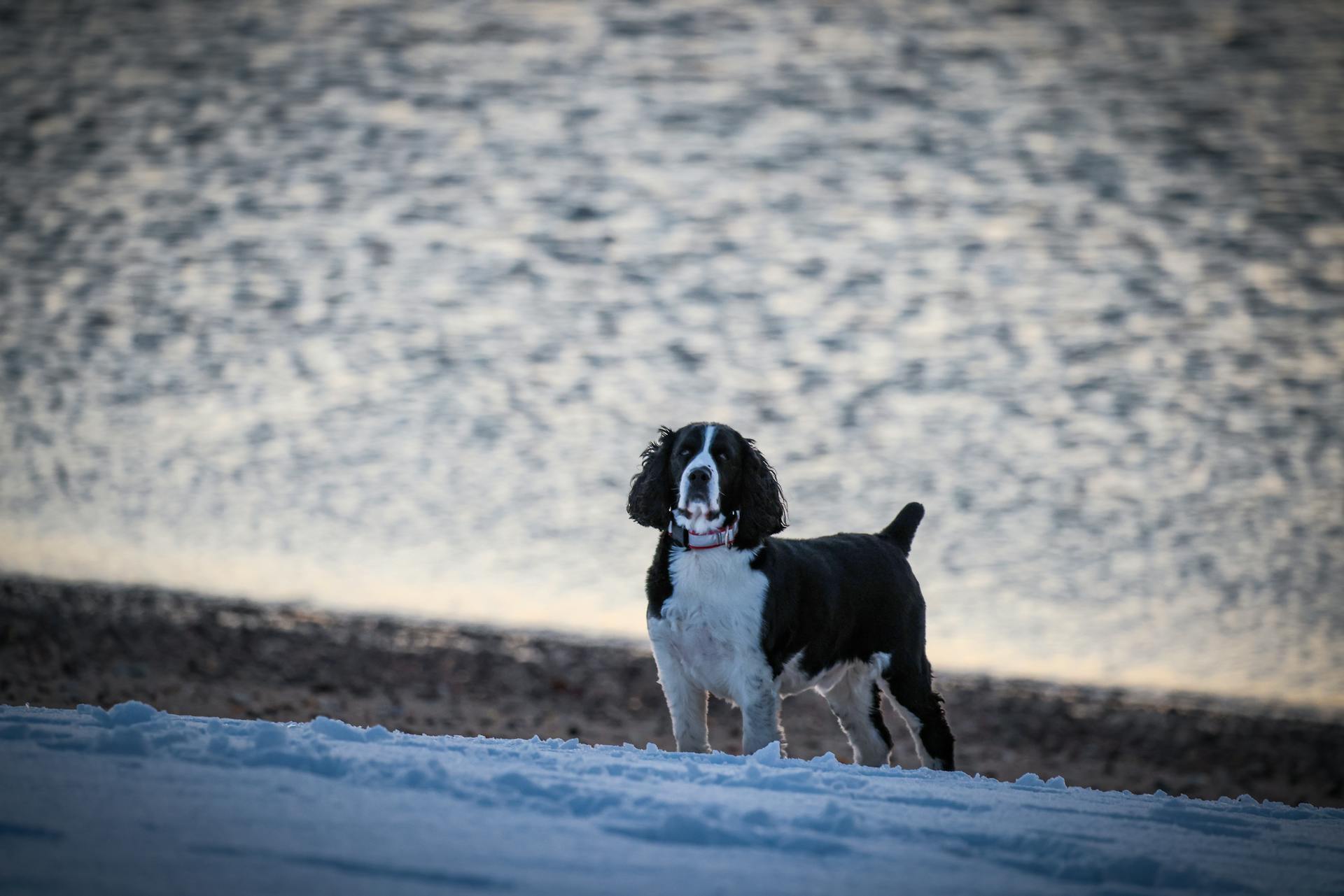 Dog by the Water