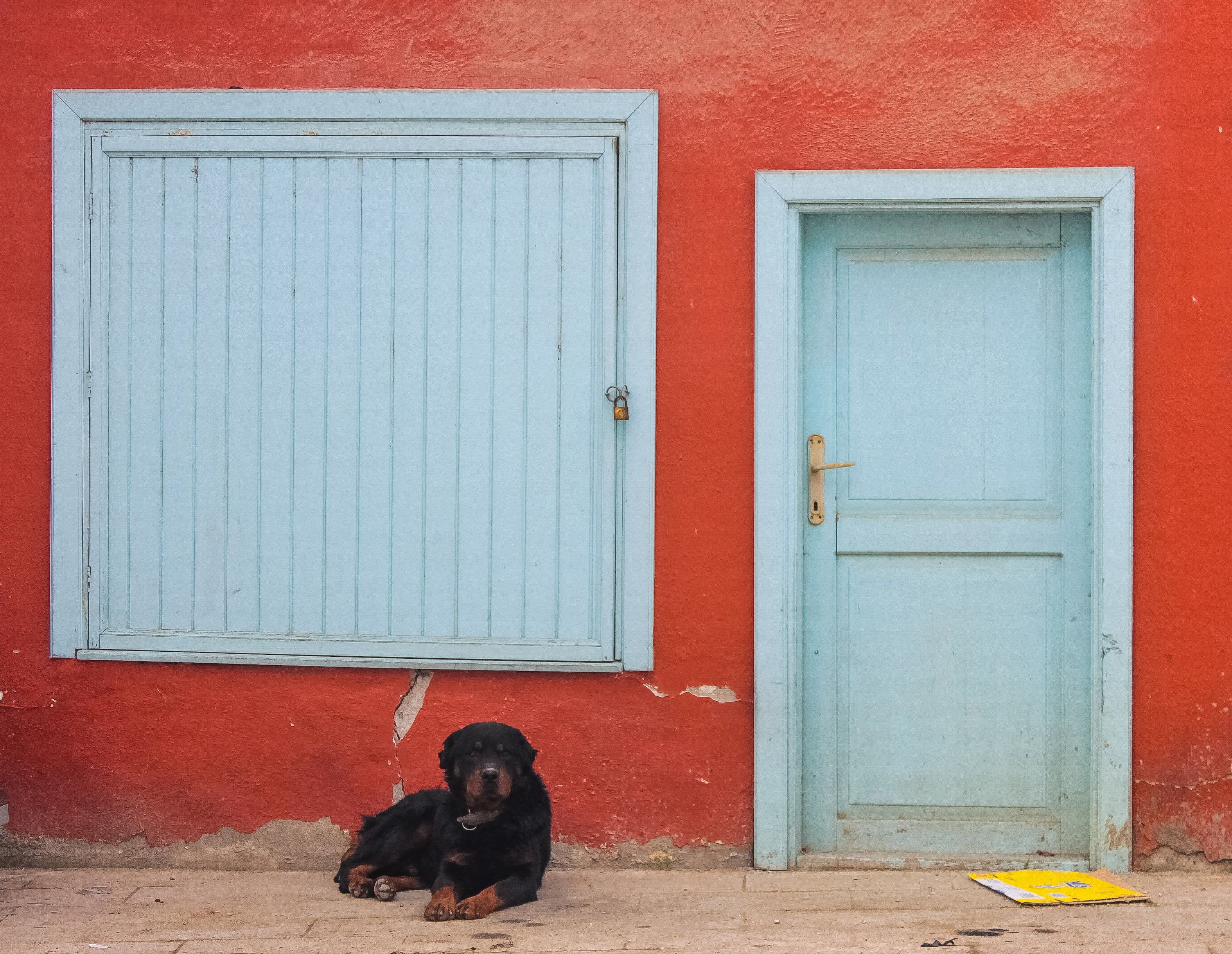Dog Lying in Front of an Orange Building · Free Stock Photo
