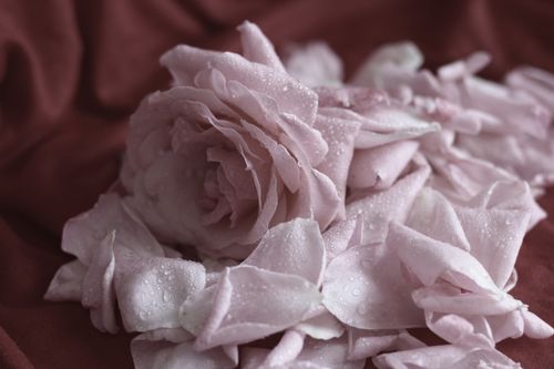 Free Close-up of soft pink roses with water droplets on petals, evoking delicate beauty. Stock Photo