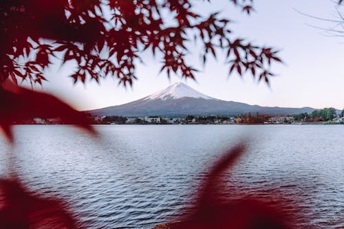 Fuji Mountain behind Tree Leaves over Lake