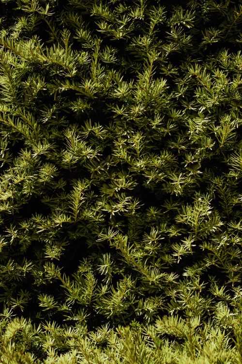 Free A dense green cover of coniferous shrubbery found in Lota, Bío Bío, Chile. Stock Photo