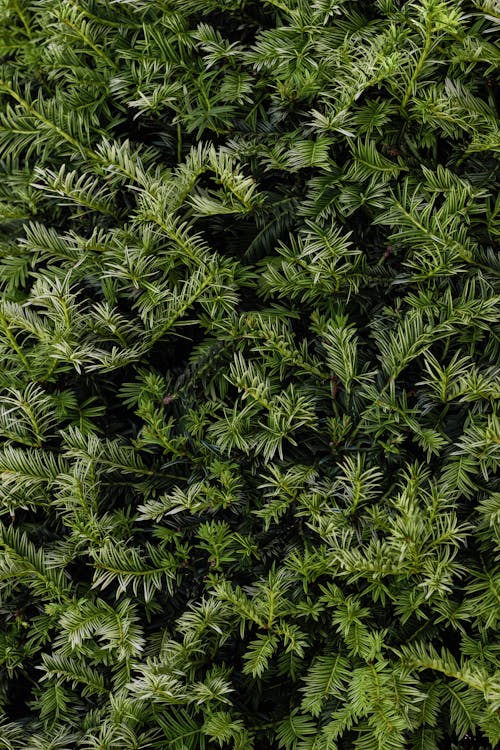 Coniferous Shrub in Sunlight 