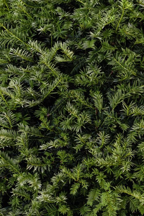 Free Close-up of evergreen conifer branches creating a dense green foliage in Lota, Chile. Stock Photo