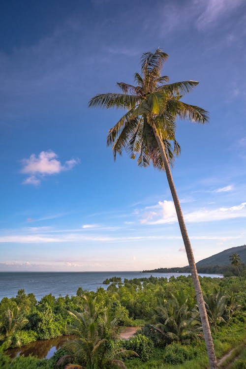 A palm tree stands on a beach near the ocean