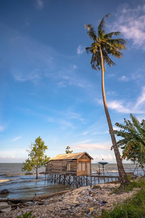 A wooden hut sits on the beach near a palm tree