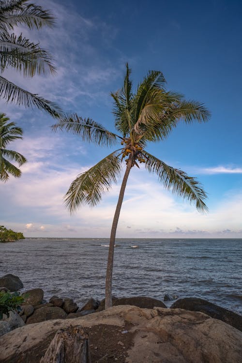 A palm tree stands on the beach near the ocean