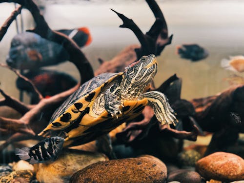 A turtle swimming in a tank with fish