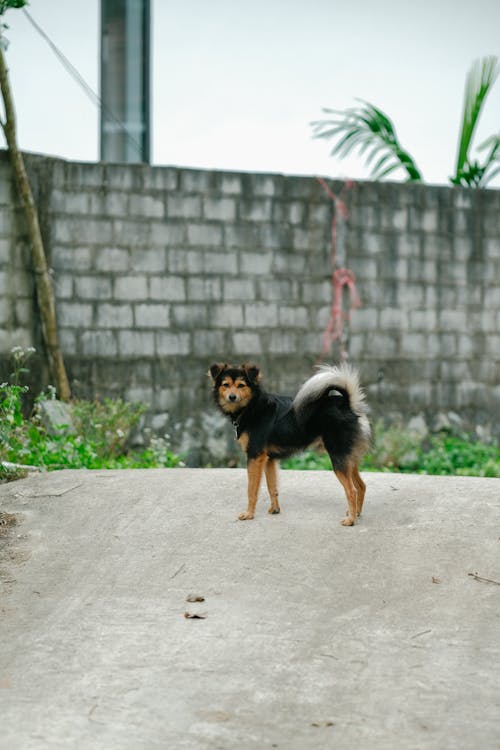 Fotos de stock gratuitas de animal, cerca, muro