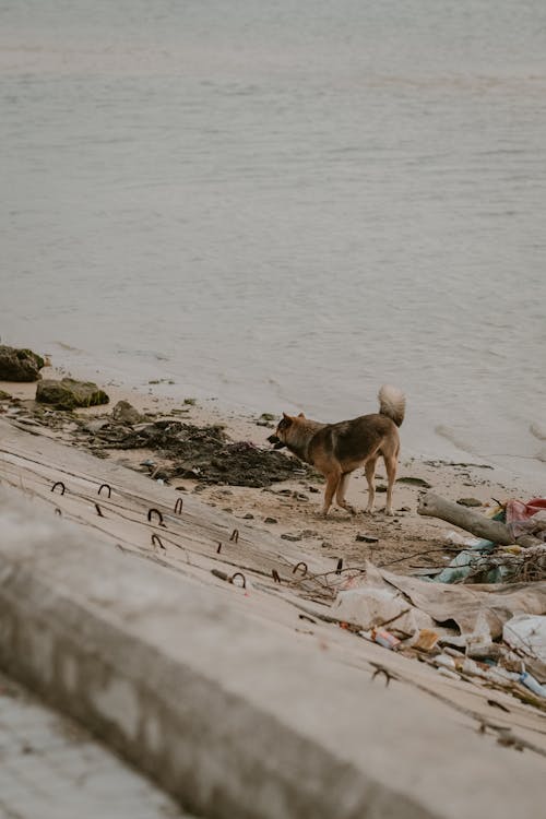 Foto stok gratis air, anjing, batu