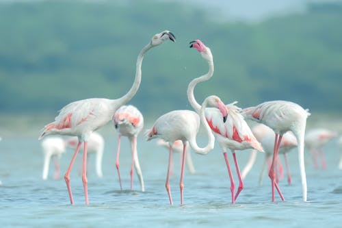 Gratis stockfoto met dierenfotografie, flamingo's, h2o