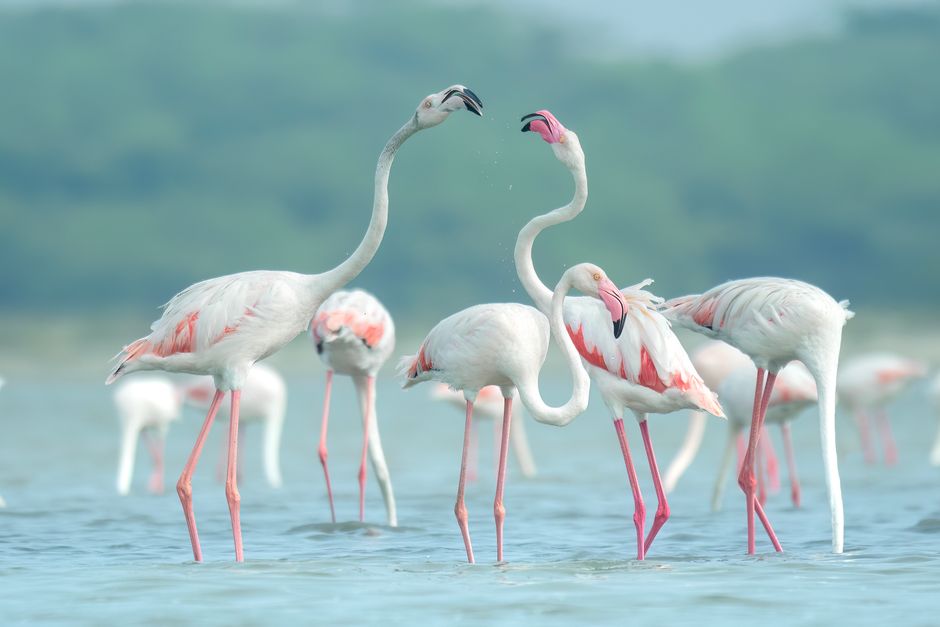 Elegant flamingos wade through tranquil lake waters, showcasing serene wildlife beauty.