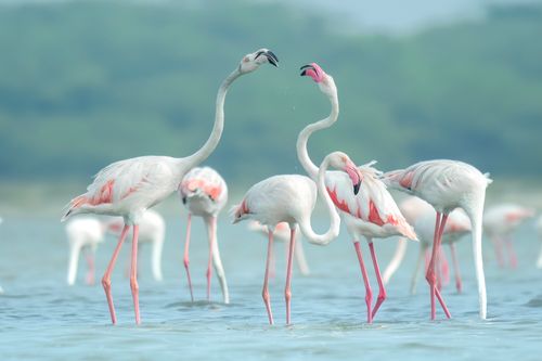 Free Elegant flamingos wade through tranquil lake waters, showcasing serene wildlife beauty. Stock Photo