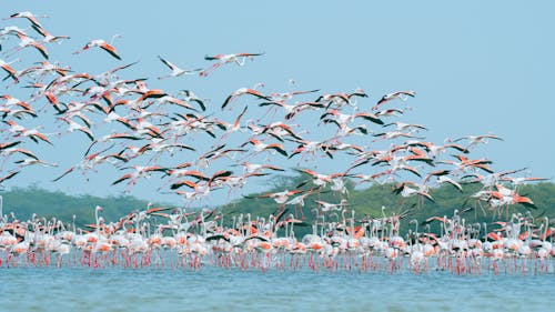 Flock of Flamingos in Water 