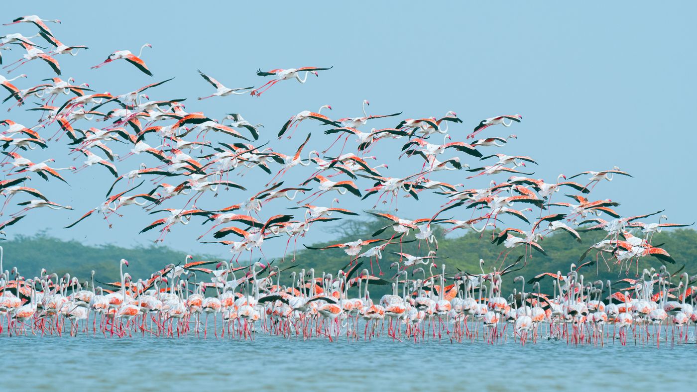 A large flock of flamingos in flight over a tranquil water body