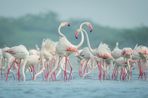 Gratis stockfoto met dieren in het wild, exotisch, flamingo's