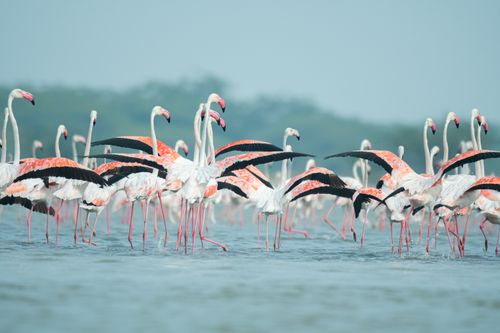 Free A vibrant flock of pink flamingos wading in shallow tropical waters, showcasing their elegant wings. Stock Photo