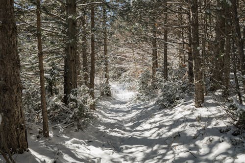 Foto profissional grátis de árvores, caminho, floresta