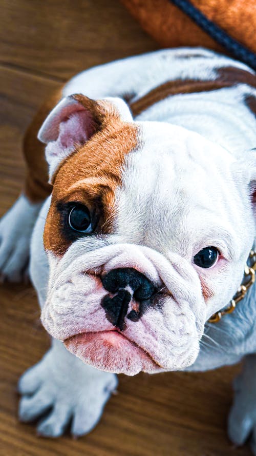 Kostnadsfri bild av bulldog, förtjusande, hund
