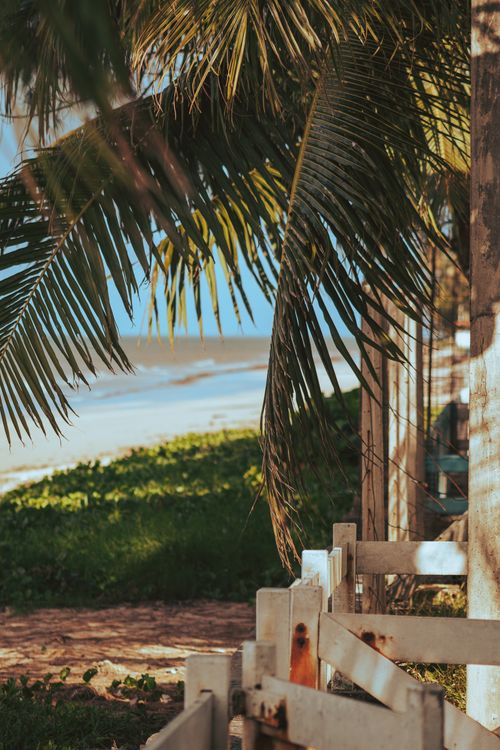 Free A serene tropical beach with a palm tree and rustic fence casting shadows in sunlight. Stock Photo