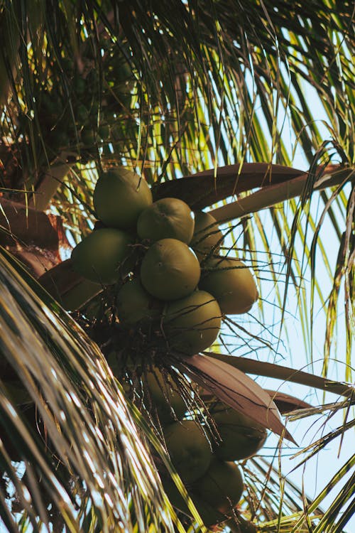 Coconuts Growing On a Palm Tree