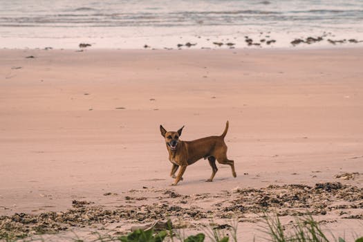 Cheerful dog enjoying a run on a quiet beach during the evening.