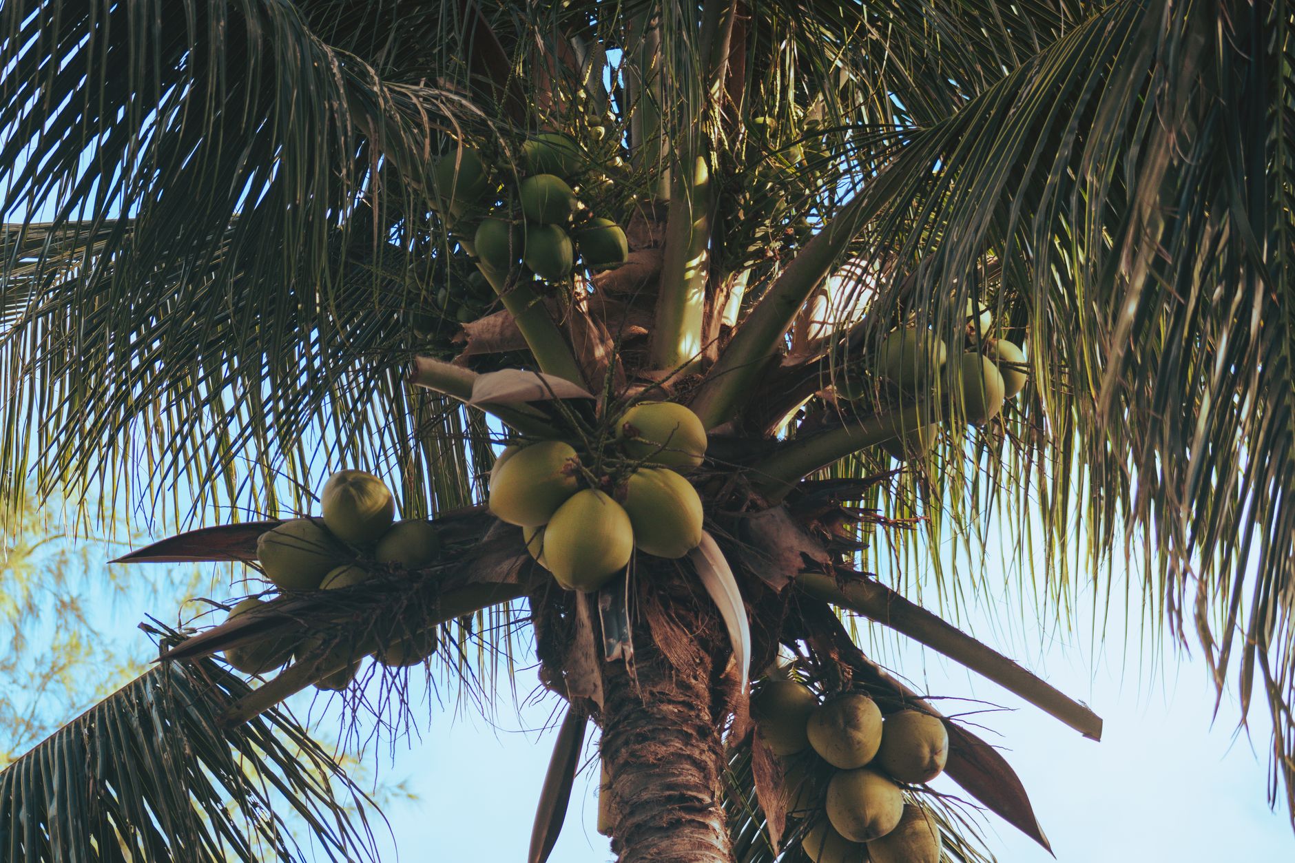 Economia Circular do Coco Transforma Cadeia Produtiva no Nordeste