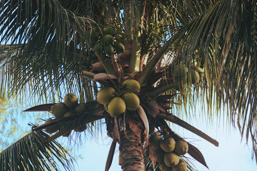 Coconut palm tree with green coconuts under a clear blue sky in João Pessoa, Brazil.