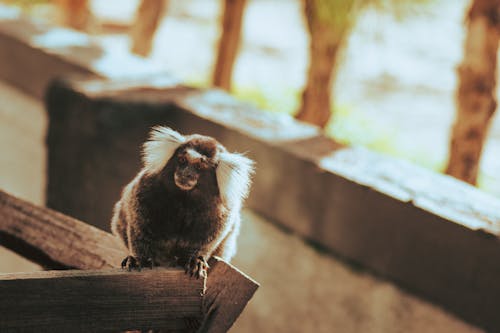 hayvan fotoğrafçılığı, ipek maymun, korkuluk içeren Ücretsiz stok fotoğraf