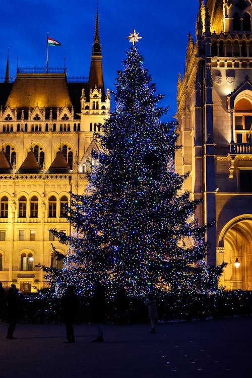 Imagine de stoc gratuită din arbore, brad de crăciun, Budapesta