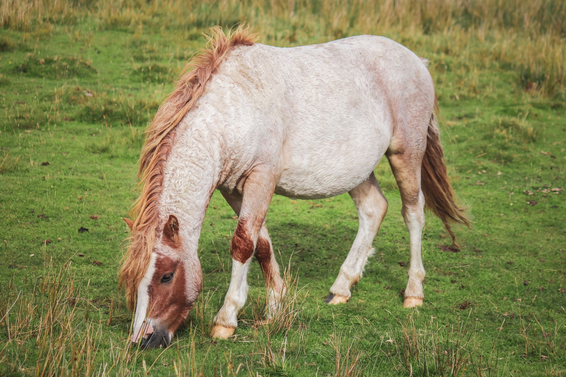 A serene scene of a horse grazing in a lush green field, showcasing rural beauty.