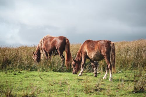 Horses Grazing on Meadow