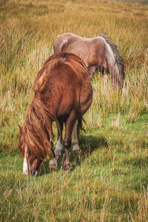 Two horses grazing in a field of tall grass