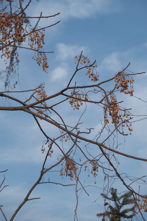 Free Tree branches with dried leaves against a clear blue sky in summer. Stock Photo