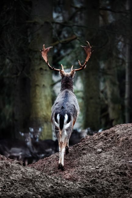 A deer with antlers stands majestically in the woodland of Dahn, Germany, amid a serene forest setting.