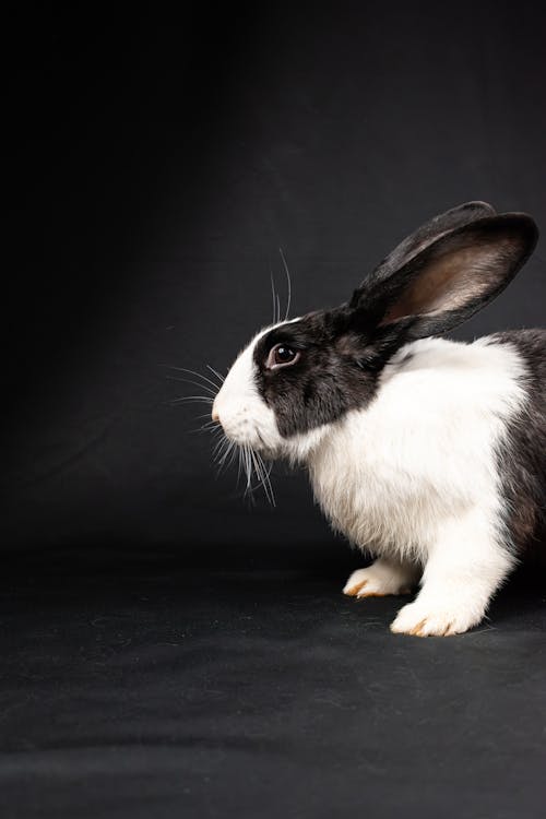 A black and white rabbit with a white tail