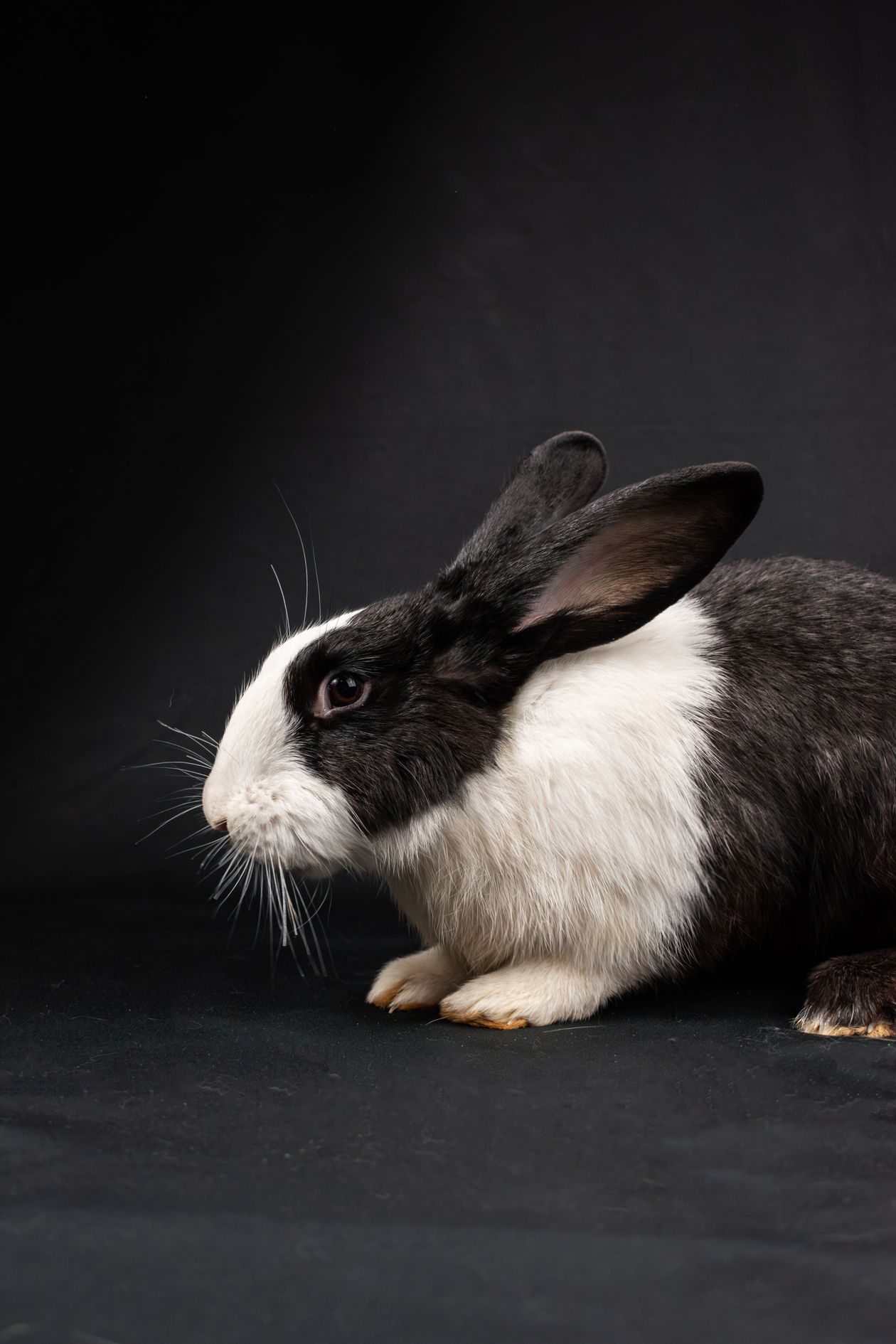 Rabbit Sounds: Purring, Honking, Thumps & Warning Noises
