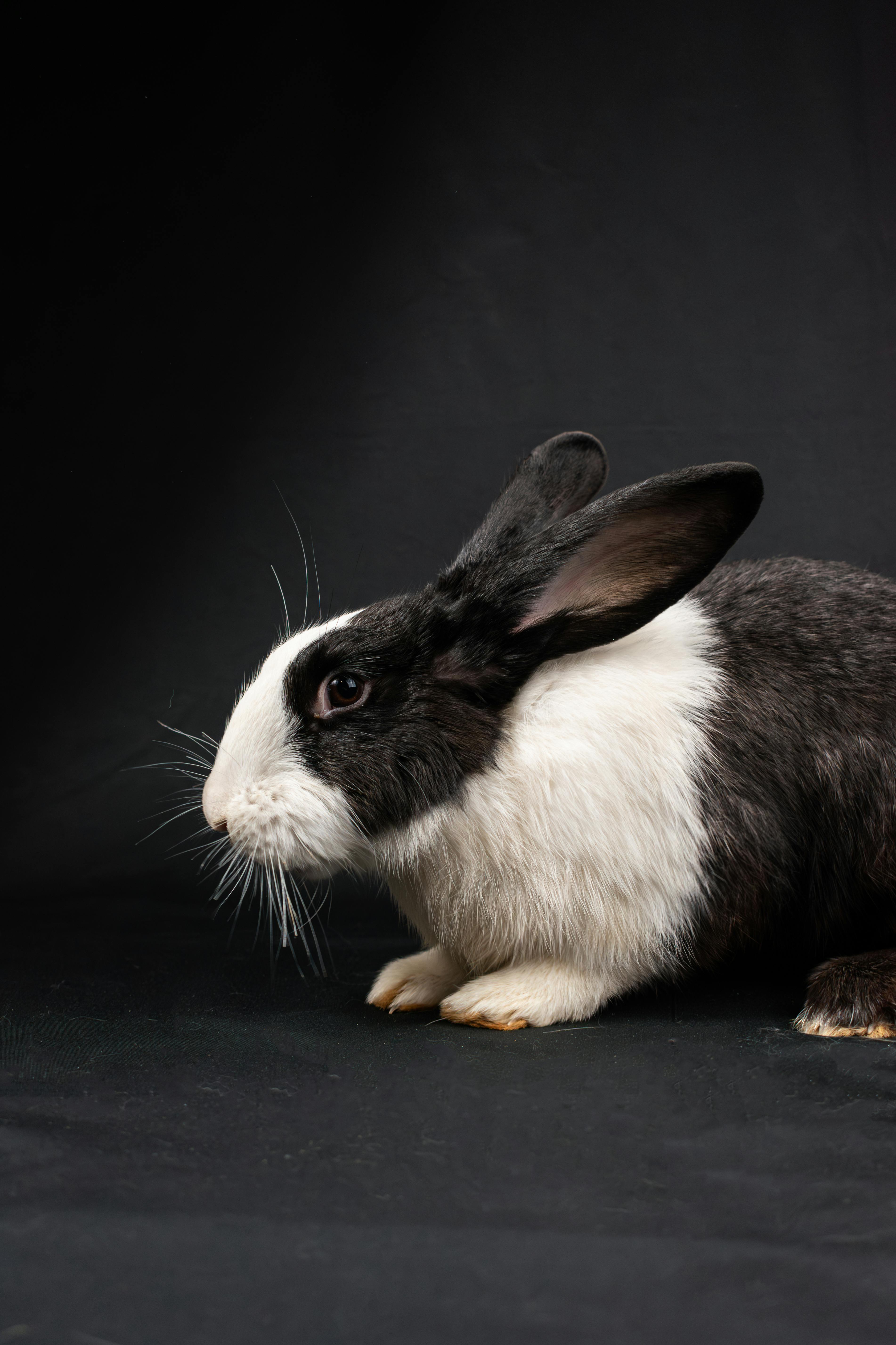 Photo of lucy, a domestic rabbit in kansas city, mo · Free Stock Photo